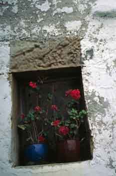 Plantas en una pared