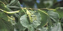 Tilo de hoja pequeña - Hoja (Tilia cordata)