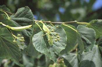 Tilo de hoja pequeña - Hoja (Tilia cordata)