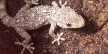 Salamanquesa común (Tarentola mauritanica)