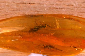 Insectos en ámbar (Insectos) Oligoceno
