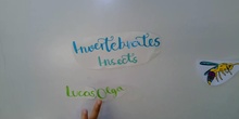 Insects 1ºB IES PAL 21-22