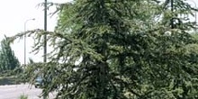 Cedro del Atlas - Porte (Cedrus atlantica)