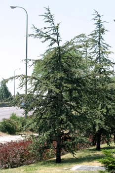 Cedro del Atlas - Porte (Cedrus atlantica)