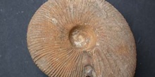 Dolikephalites typicus (Ammonites) Jurásico