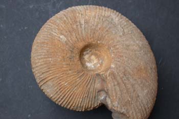 Dolikephalites typicus (Ammonites) Jurásico