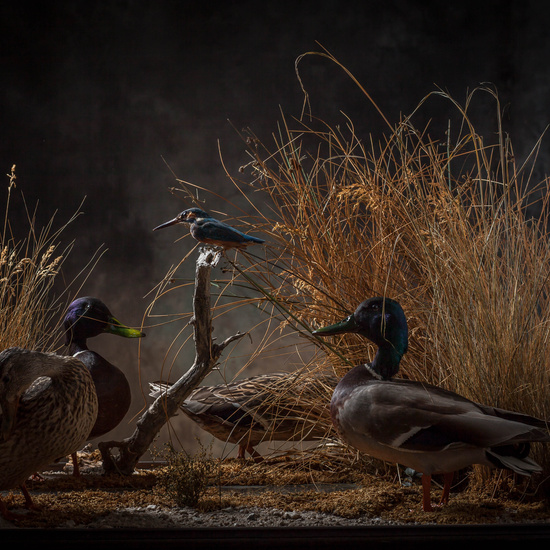 IES_SANISIDRO_MUSEO_Aves_210