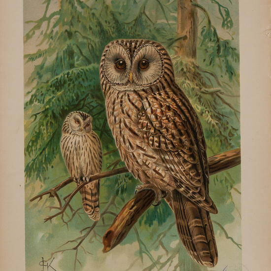 IES_CARDENALCISNEROS_AVES_LAMINAS_157