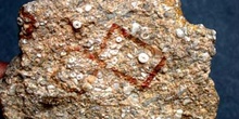 Ristnacrinus cirrifer (Crinoideo) Ordovícico