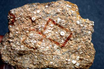 Ristnacrinus cirrifer (Crinoideo) Ordovícico