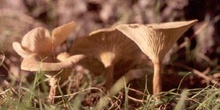 Clitocybe inversa