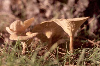 Clitocybe inversa