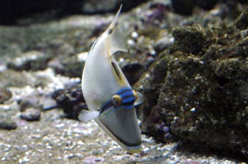 Pez ballesta (Rhinecanthus assasi)