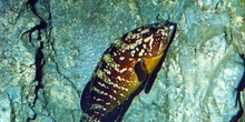 Mero mediterraneo (Ephinephelus sp.)