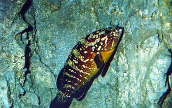 Mero mediterraneo (Ephinephelus sp.)