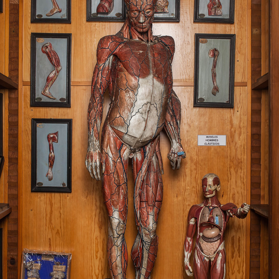 IES_CARDENALCISNEROS_ANATOMIA_MODELOS_002