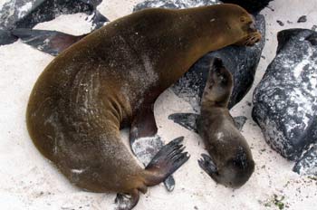 Hembra de lobo marino con su cría, Zalophus californianus, Ecuad