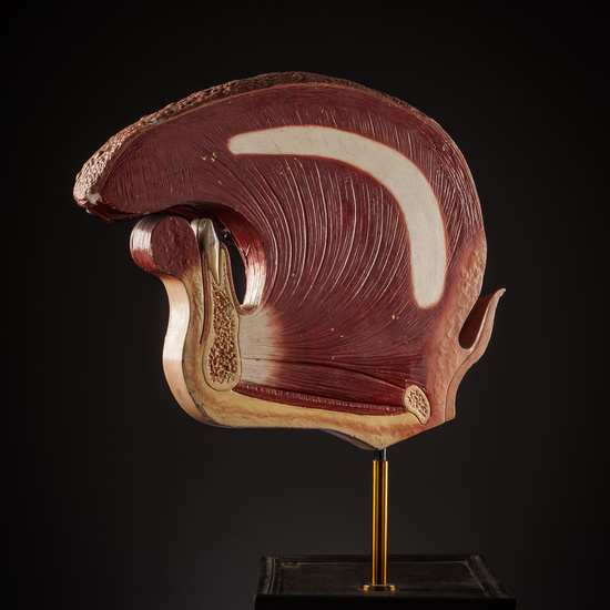 IES_SANISIDRO_BIOLOGIA_256