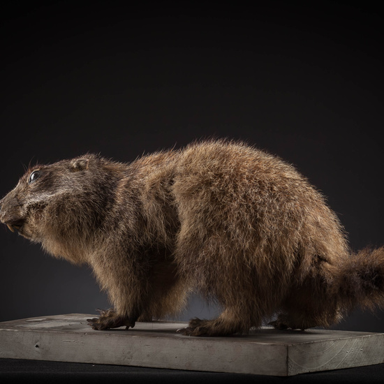 IES_SANISIDRO_MUSEO_Zoolgía_124