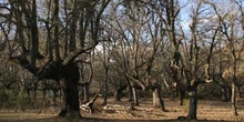 Quejigo - Bosque (Quercus faginea)