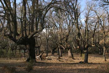 Quejigo - Bosque (Quercus faginea)