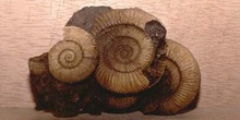 Ammonites sp. (Molusco-Ammonites) Jurásico