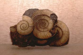 Ammonites sp. (Molusco-Ammonites) Jurásico