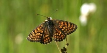 Doncella de la centaúrea (Melitaea phoebe)