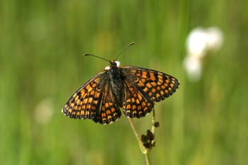 Doncella de la centaúrea (Melitaea phoebe)