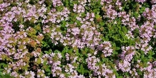 Thymus vulgaris