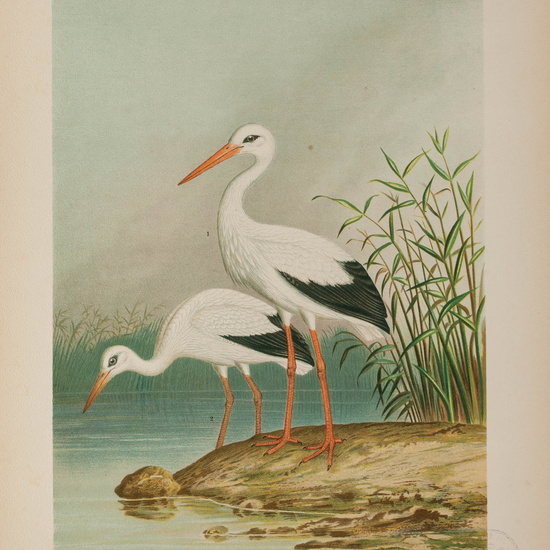 IES_CARDENALCISNEROS_AVES_LAMINAS_242