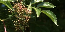 Saúco - Frutos (Sambucus nigra)