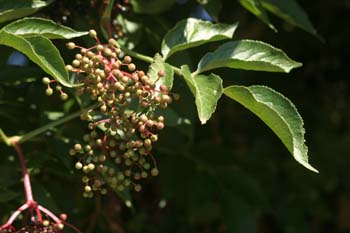 Saúco - Frutos (Sambucus nigra)