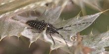 Longicornio de los cardos (Agapanthia irrorata)