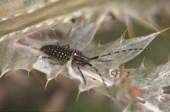 Longicornio de los cardos (Agapanthia irrorata)