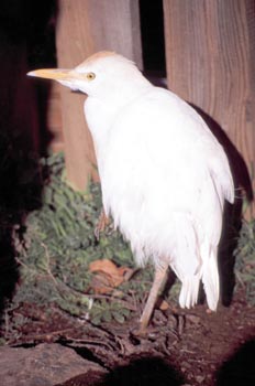 Garcilla bueyera - Sierra de Fuentes, Cáceres