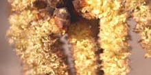 álamo blanco - Flor masc. (Populus alba)