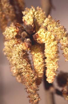 álamo blanco - Flor masc. (Populus alba)