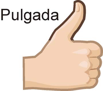 Unidades naturales de medida: Pulgada