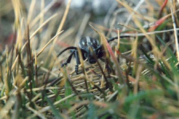 Longicornio zapador (Dorcadion abulense)
