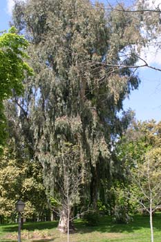 Eucalipto colorado - Porte (Eucalyptus camaldulensis)