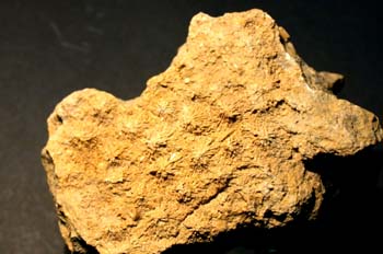 Synastre sp. (Coral) Jurásico