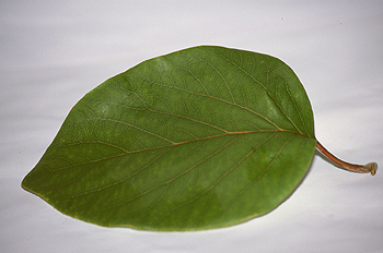 Hoja de lilo