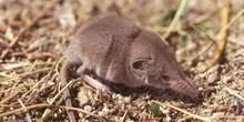 Musaraña ibérica (Sorex granarius)