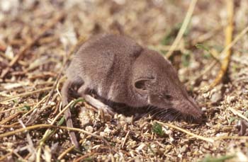 Musaraña ibérica (Sorex granarius)