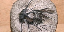 Dicranurus monstruosus (Trilobites) Devónico