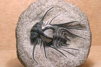 Dicranurus monstruosus (Trilobites) Devónico