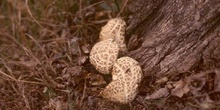 Agrocybe sp.