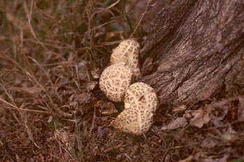 Agrocybe sp.