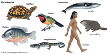 vertebrates